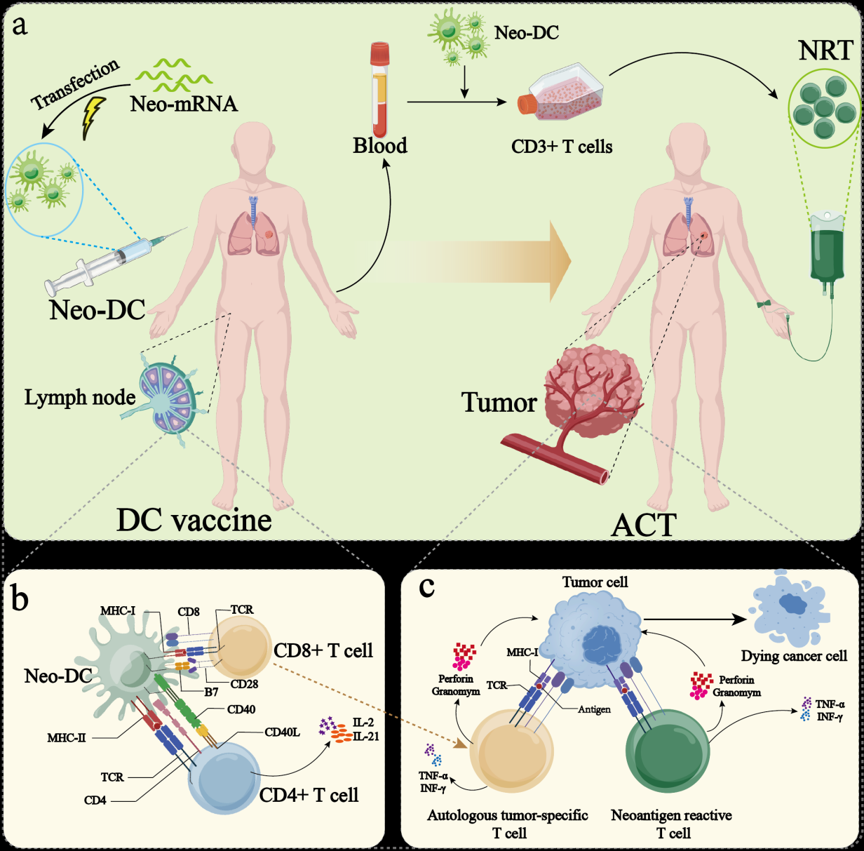 Schematic: Neo-DC + NRT combination