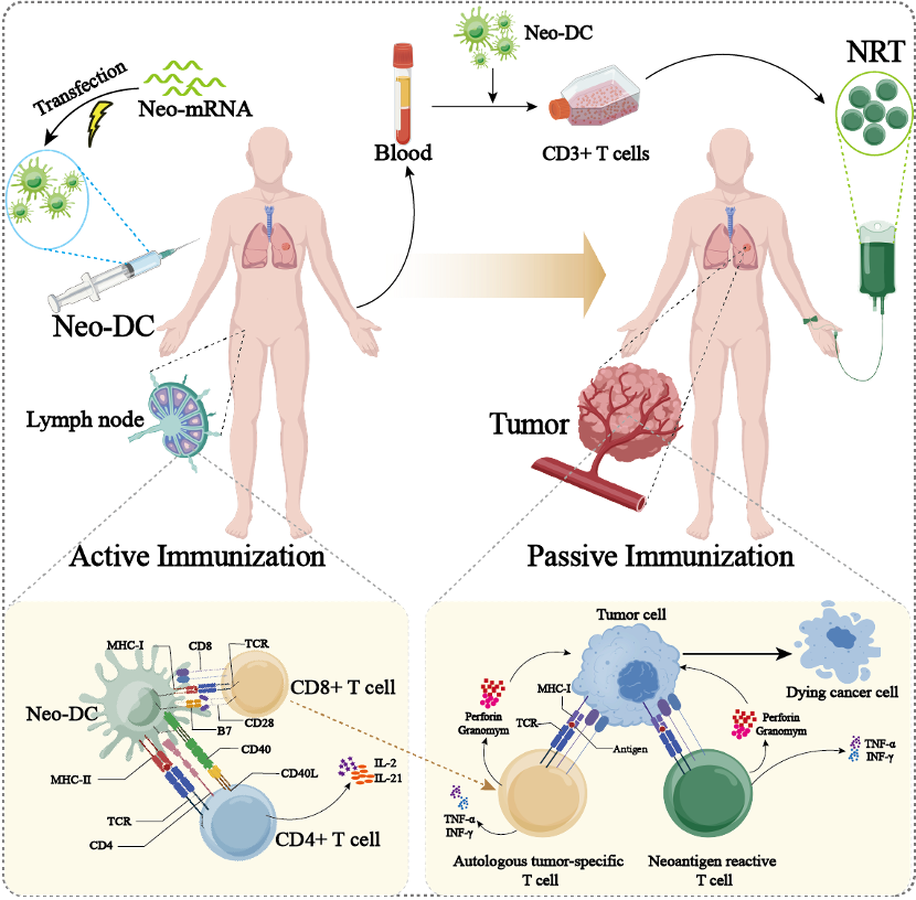 Tvac active and passive immunization overview (schematic; labels are illustrative)